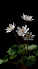 Obraz premium White flowers grow from green leaves in a dark background in this close-up view of nature's details showing their structure and beauty