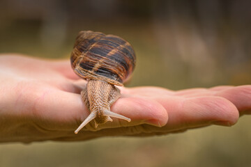A hand holding a snail