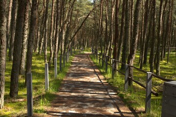 Obraz premium The Dancing Forest is a pine forest in the Kaliningrad region of the Curonian Spit National Park. Russia