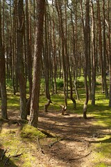 Obraz premium The Dancing Forest is a pine forest in the Kaliningrad region of the Curonian Spit National Park. Russia