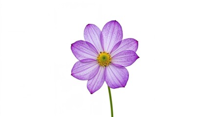 Fototapeta premium Single purple flower with yellow center on a white background.