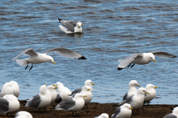 Mouette tridactyle