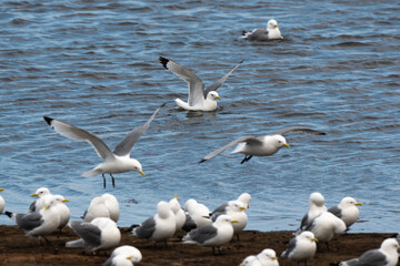 Mouette tridactyle