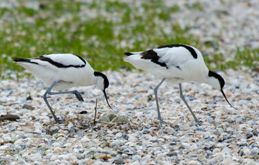 Avocette élégante