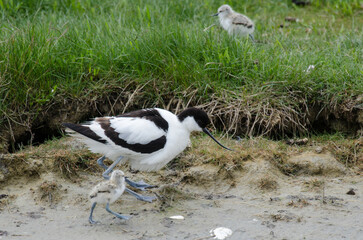 Avocette élégante © JAG IMAGES