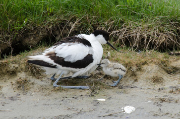 Avocette élégante © JAG IMAGES