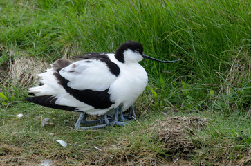 Avocette élégante © JAG IMAGES