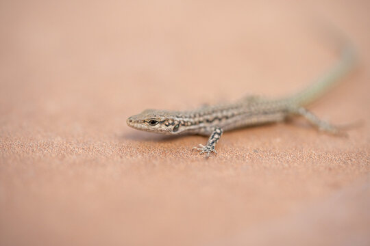 Iberian wall lizard (Podarcis hispanicus) photographed in Spain