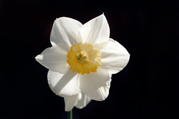 A single white flower with a yellow center