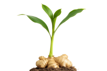 A vibrant ginger plant with its characteristic rhizome and fresh green shoots, symbolizing growth and natural vitality against a clean white background