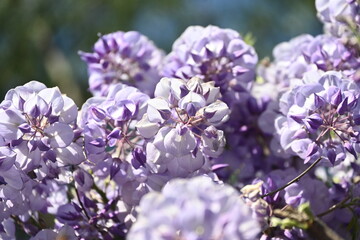 Obraz premium lilac flowers on blue sky background