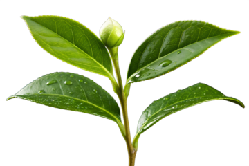 Pristine green tea bud and lush leaves emerge on a vibrant young shoot, symbolizing natural purity, fresh beginnings, and the delicate beauty of botanical growth against a clean backdrop