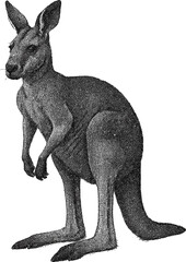 Realistic Kangaroo Halftone Dot Illustration on White