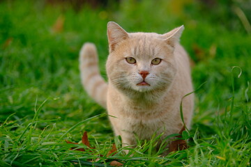 cat in grass