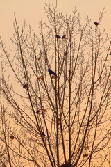 birds sitting on tree in sunset autumn fall season winter evening time tree branches photography HD image high quality