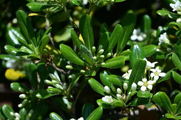 Obraz premium lily of the valley in garden