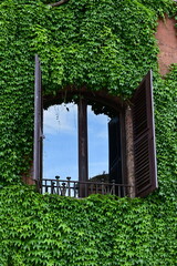window with green ivy