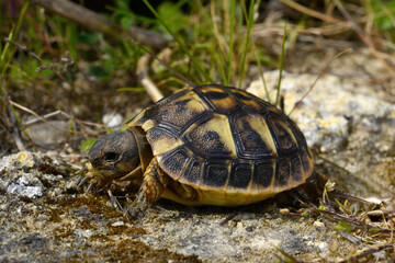 juvenile Hermann's tortoise // junge Griechische Landschildkröte (Testudo hermanni) - Menorca, Balearic Islands, Spain