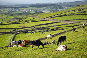 Cattle grazing peacefully in natural pastures on Terceira Island, Azores, Portugal. © ANTONIO