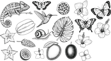 Hand drawn black and white tropical nature illustration with exotic animals, fruits, flowers, leaves, and detailed botanical elements © Silent Soul