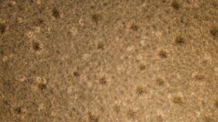 Dry grassland or savannah, with sparse patches of grass and dry soil. Arid landscape and natural environment. The scene of a dry and dusty terrain.