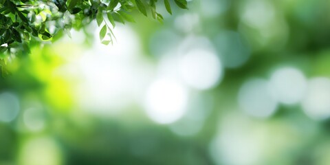 Serene greenery and sunlight with bokeh background