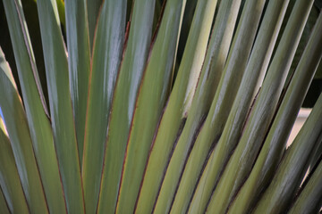 Green tropical palm foliage stalks pattern texture background.