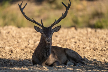 Fototapeta premium Red deer (Cervus elaphus) photographed in Spain