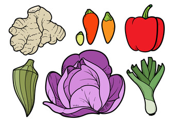 Cabbage head, bell pepper, hot pepper, okra, ginger root, shallot  color illustration with outline on white background