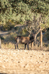 Naklejka premium Red deer (Cervus elaphus) photographed in Spain