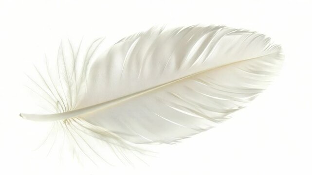 Video A single white feather sits alone on a white background, perfect for minimalist designs or adding a touch of elegance to your project