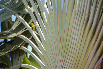 Travelers palm fan leaves pattern close-up in sunlight.
