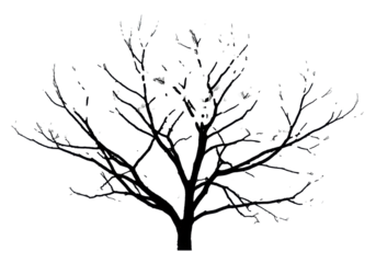 high-contrast black silhouette of a skeletal, gnarled deciduous tree branch with fine twigs, isolated against a transparent background with vast copy space. Graphic winter austerity concept