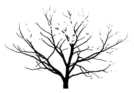 high-contrast black silhouette of a skeletal, gnarled deciduous tree branch with fine twigs, isolated against a transparent background with vast copy space. Graphic winter austerity concept