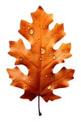Fototapeta premium Oak leaf with dewdrops under warm morning light, detailed veins, Isolated to Transparent Background