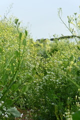 green grass in the wind