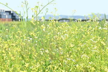 wild flowers in the field