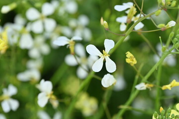 small white flowers