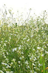 white flowers on green background