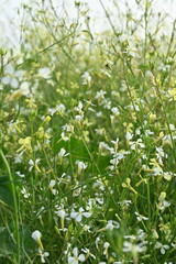 white flowers in the forest