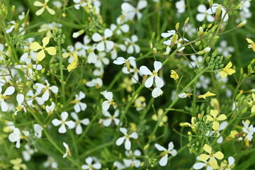 white flowers on green grass