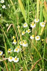 daisies in a meadow