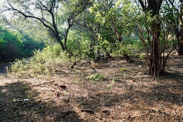 Open forest ground with scattered trees and dry leaves in a peaceful woodland setting