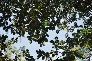 Tree branches and green leaves against bright sky creating a fresh natural background