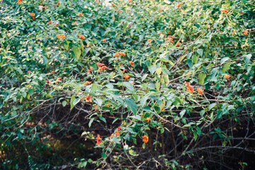 Wild green bush with small red berries growing naturally in a forest environment