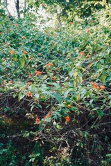 Wild green bush with dense leaves and small orange berries growing naturally in a forest