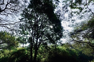 Dense forest trees with lush green foliage creating a calm natural woodland environment