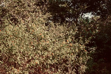 Dry forest ground covered with fallen leaves creating a textured natural background