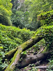 Moss Covered Log Crossing Over Forest Stream Bed