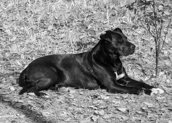 A black dog is laying on the ground in a grassy area